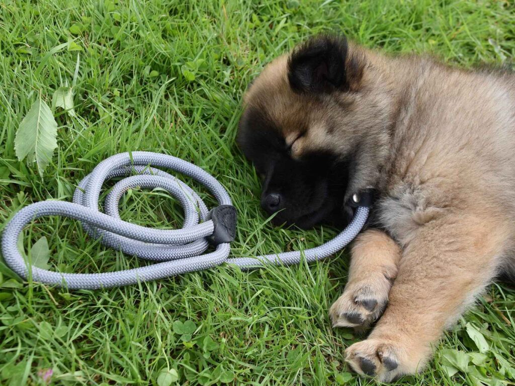 Interpretación de sueños: Cachorros ahogándose en agua