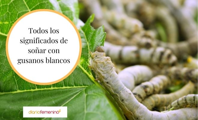 Interpretación de sueños: Gusanos blancos en casa