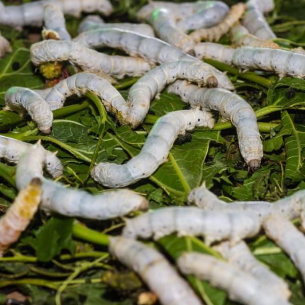 Interpretación de sueños: Gusanos blancos saliendo del cuerpo