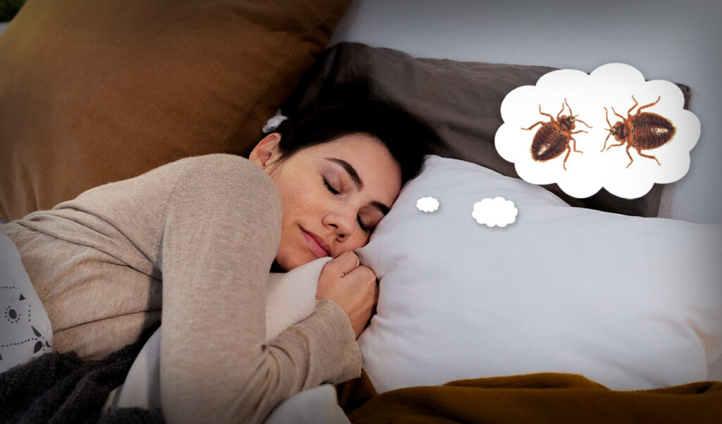 Interpretación de sueños: Insectos en la cama ¿Buena o mala suerte?