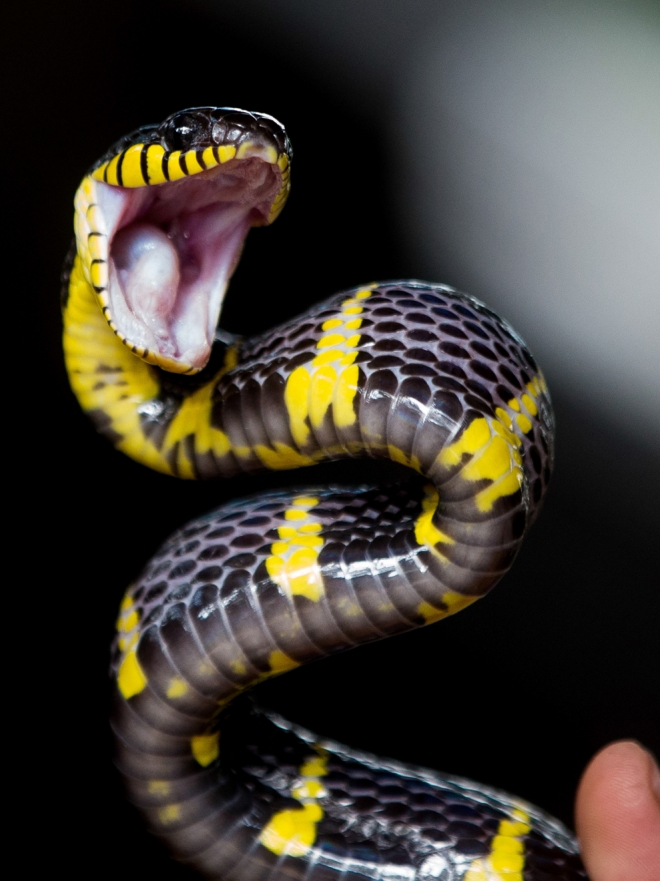 Interpretación de sueños: Mordida de serpientes de colores