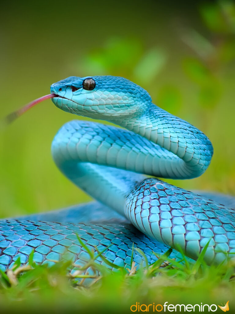Interpretación de sueños: muchas serpientes de colores