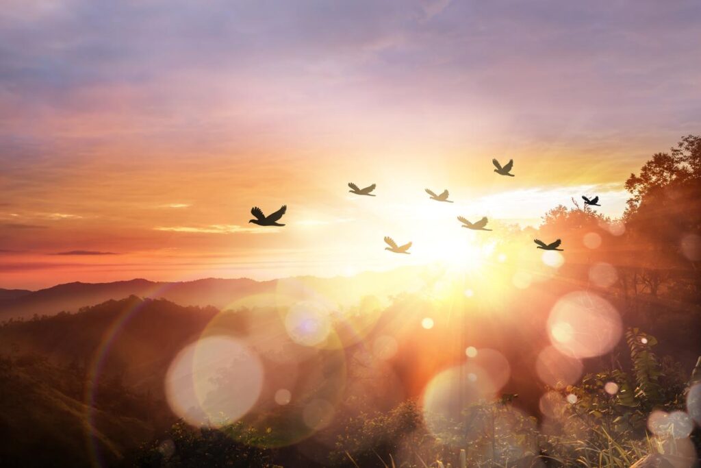 Interpretación de sueños: Multitud de aves volando en el cielo