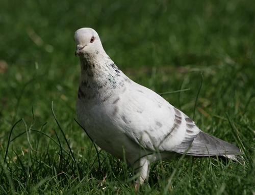 Interpretación de sueños: Palomas blancas en el cielo