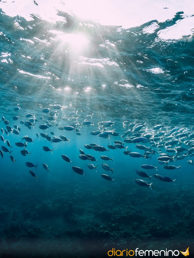 Interpretación de sueños: Peces muertos flotando en agua