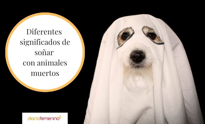 Interpretación de sueños: perro sin cabeza vivo ¿Qué significa?