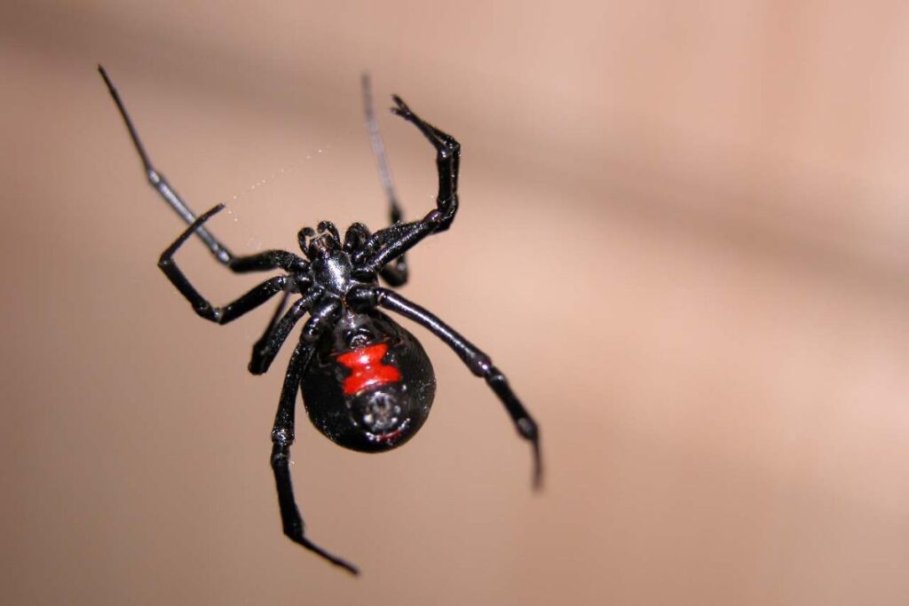 Interpretación de sueños: picadura de araña viuda negra