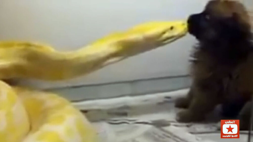 Interpretación de sueños: Serpiente devorando a un perro