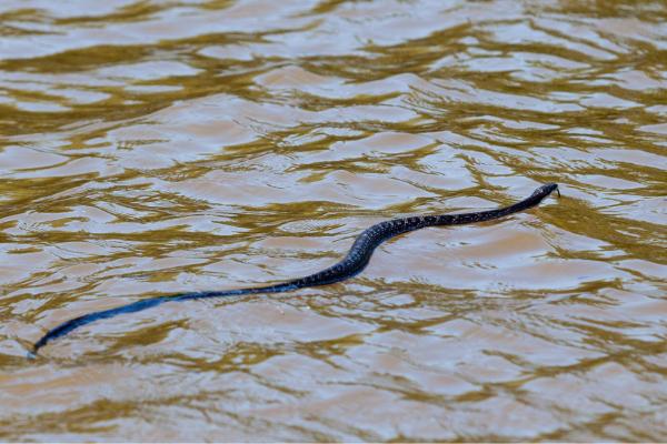 Interpretación de sueños: Serpientes negras en agua