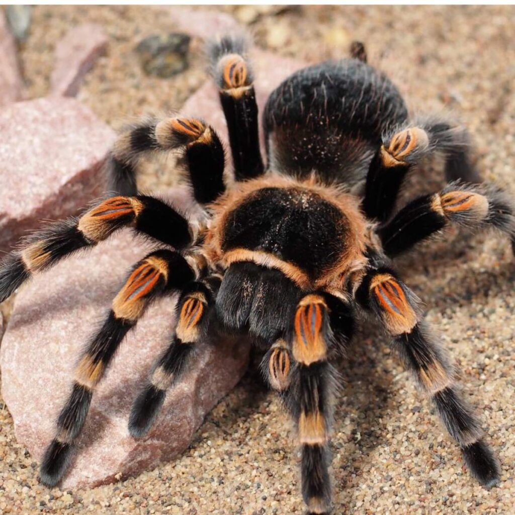 Interpretando el significado de soñar con arañas marrones gigantes