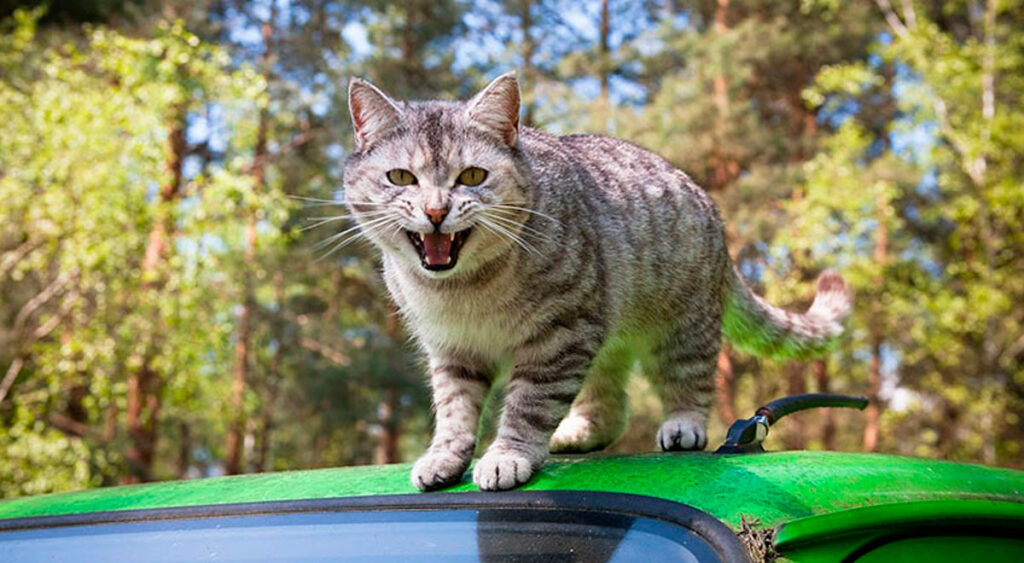 Interpretando el significado de soñar con un gato atacándote