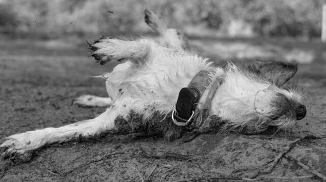 Interpretando tu sueño: Perros muertos en la calle