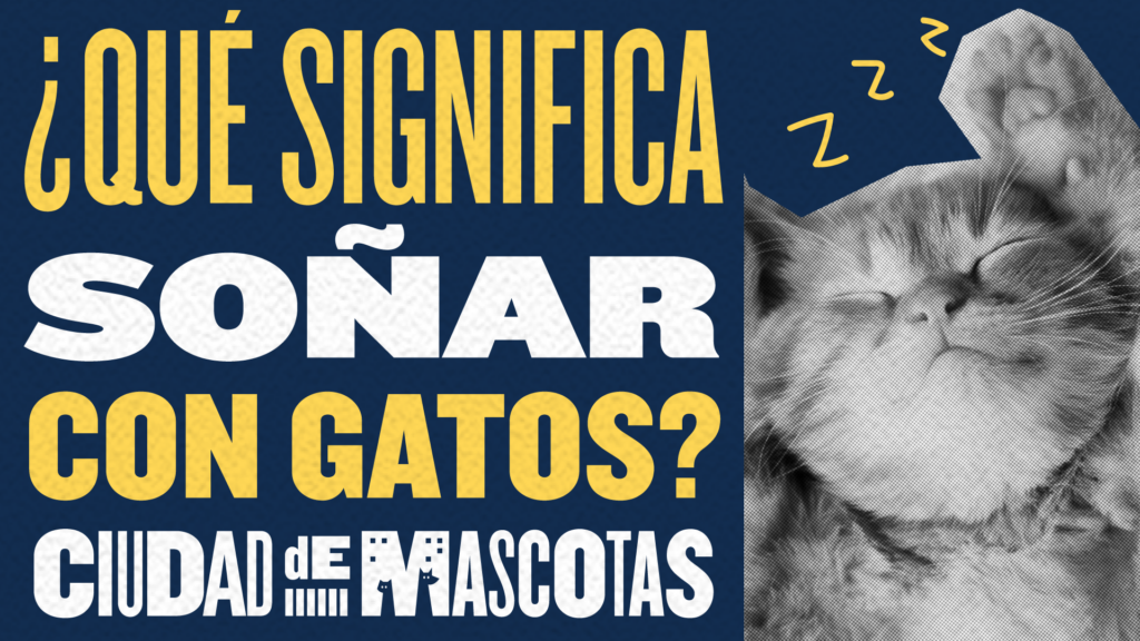 Invadida por gatos en mi sueño: ¿Qué significa?