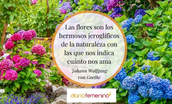 Jardín de ensueño: frases bonitas y refranes para inspirar tu día