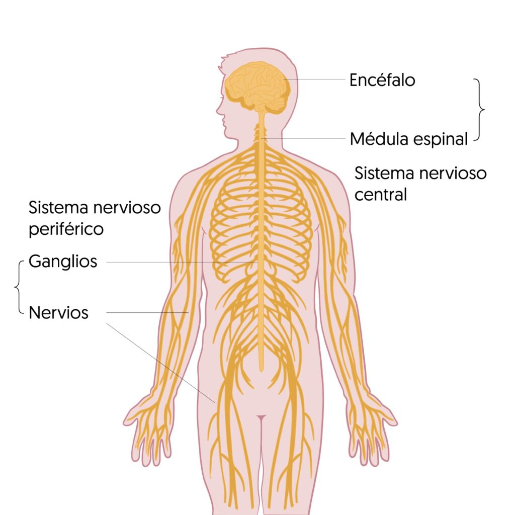 La conexión entre el sueño y el sistema nervioso periférico