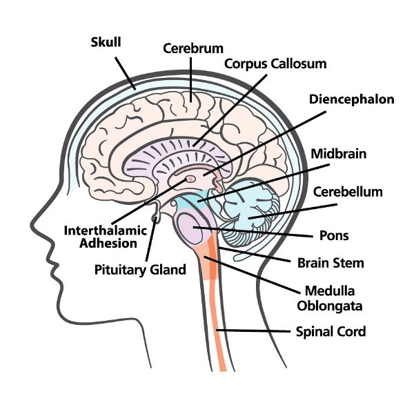 La estructura del sueño: cómo el cerebro percibe las señales