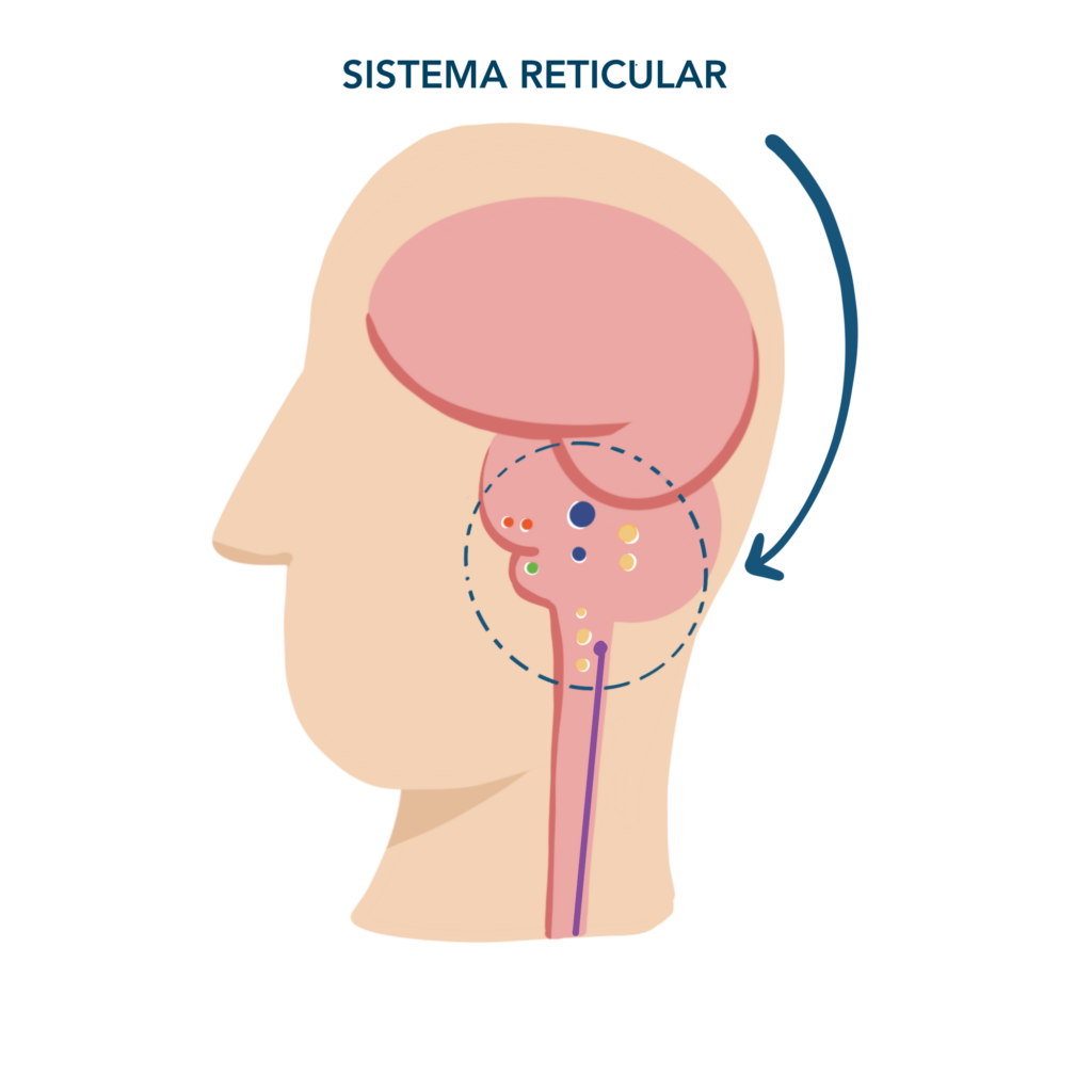 La formación reticular: clave del sueño y la vigilia