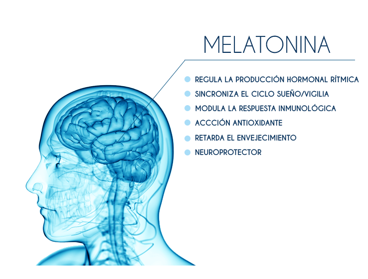 La hormona que lo regula todo: la importancia de la melatonina