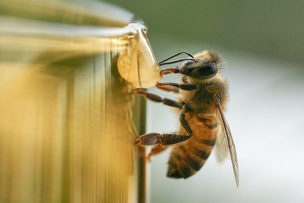La inesperada conexión entre una abeja y una granada que te hará soñar