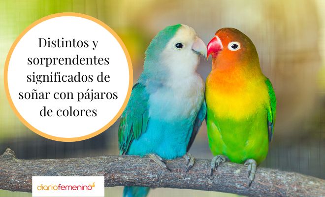 La magia de los pájaros de colores en el sueño de una niña