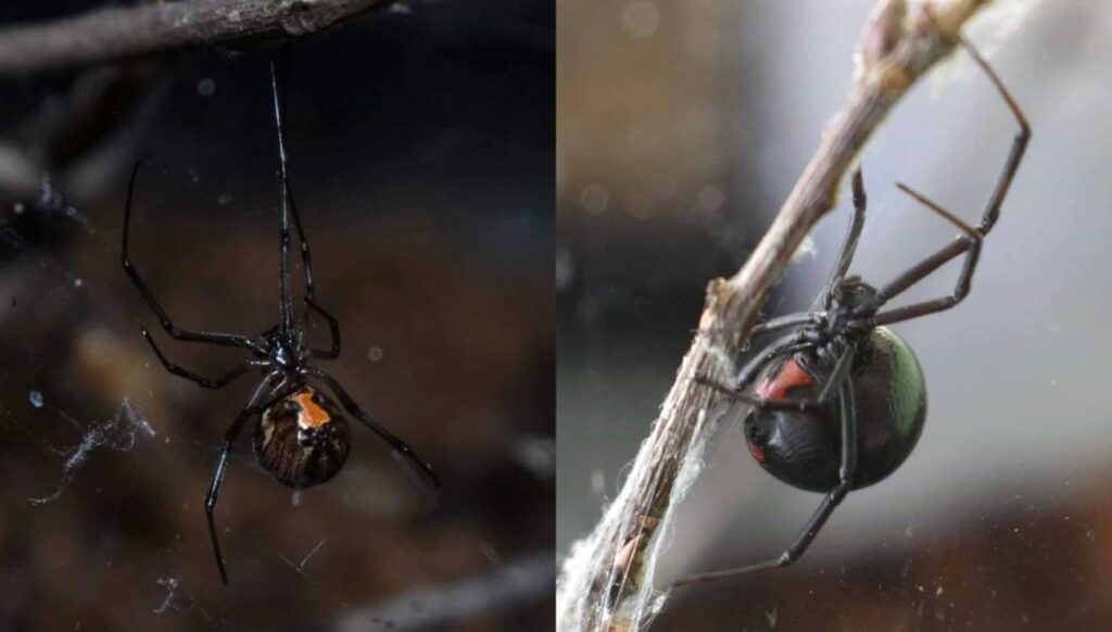 La misteriosa conexión entre casamiento, tierra, arañas negras y la viuda negra en hoyos