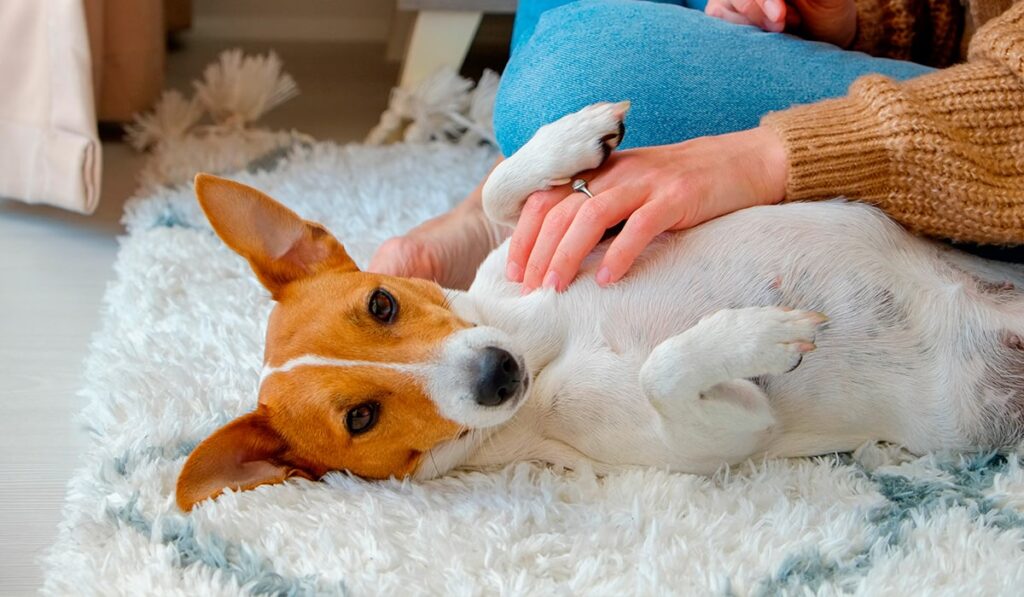 La razón detrás del sueño en los animales al ser acariciados