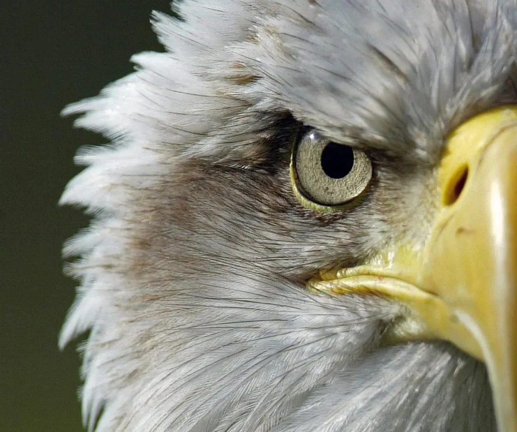 Los ojos del águila: la incertidumbre de la perspectiva