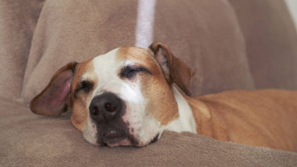 Los perros sueñan con sus amados humanos: ¡descubre por qué!