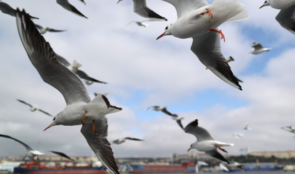 Los sueños se pierden en el vuelo de las gaviotas