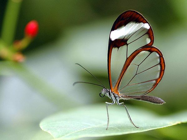 Mariposa de sueño: simbolismo para el alma