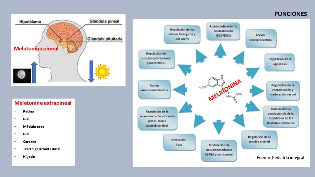 Melatonina: el neurotransmisor del sueño y la sincronización