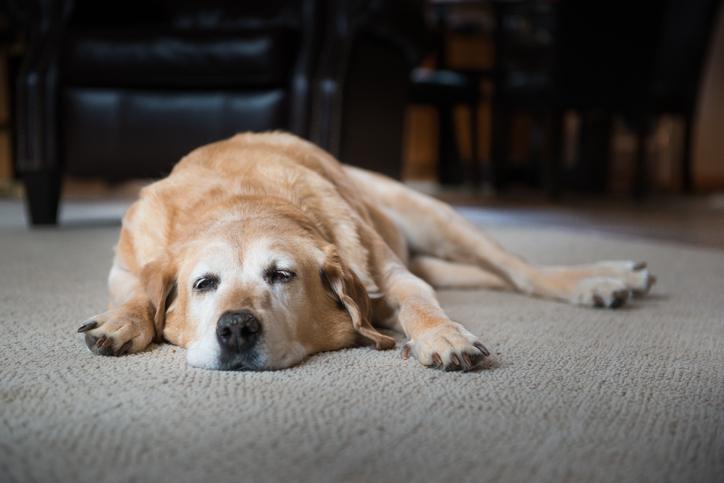 Mi perro está apático y somnoliento: ¿qué le sucede?