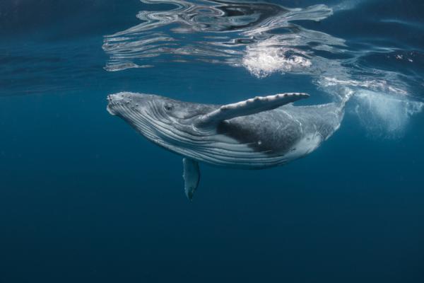 Misterioso sueño: Ballenas en la orilla del mar