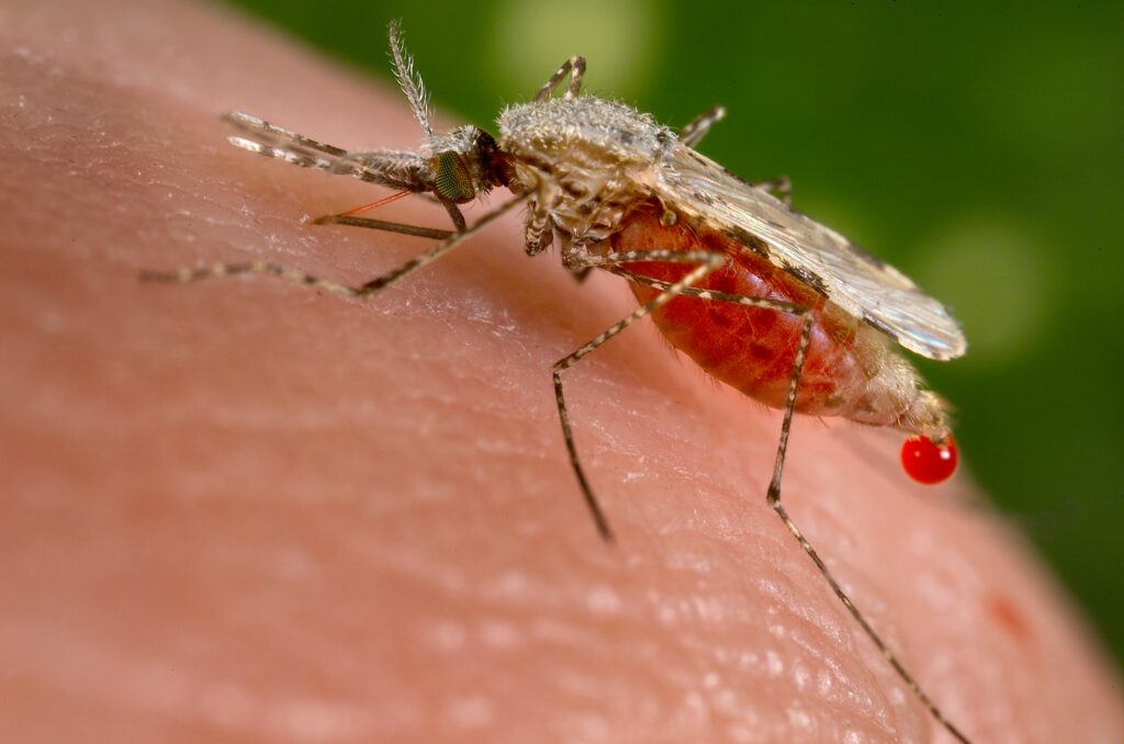 Mosquito Anopheles: la hembra que propaga el letal mal del sueño