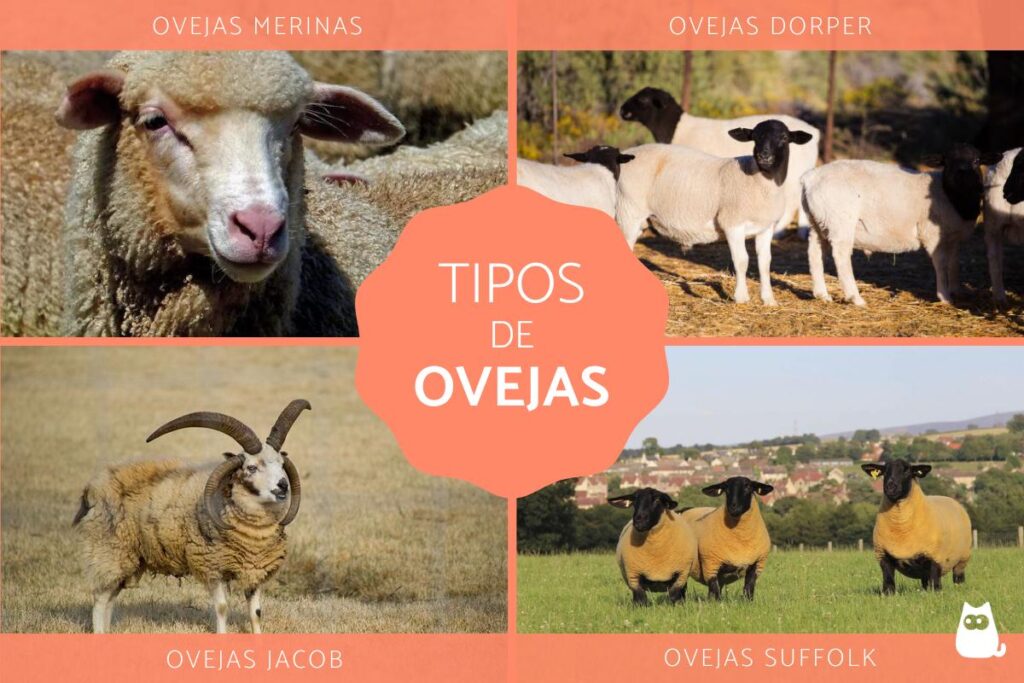 Ovejas eléctricas vs. ovejas reales: ¿Cómo diferenciarlas?