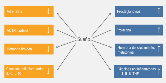 Patrón de sueño influye en la activación y vigilancia