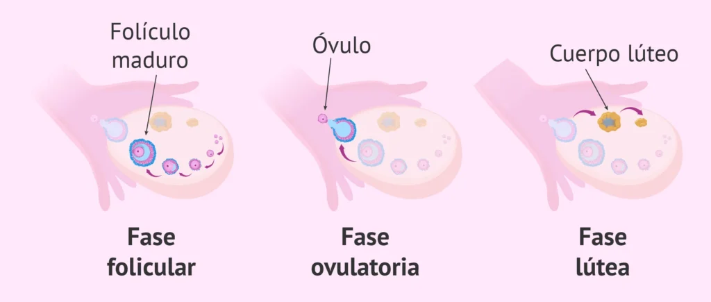 ¿Por qué la ovulación te da hambre y sueño? Descubre la respuesta aquí