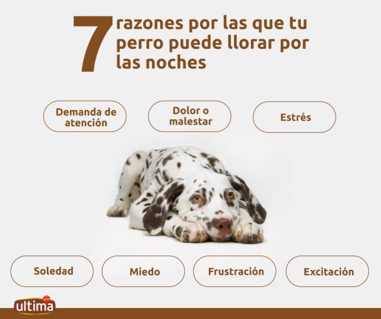 Por qué mi perro llora y sueña Descubre su significado