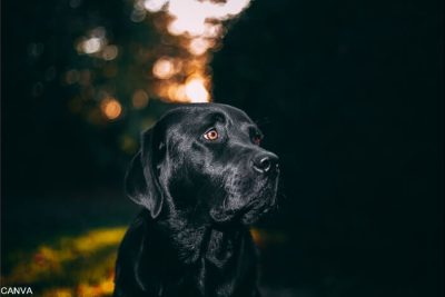 Protección fiel: Significado de soñar con perro negro cuidándote