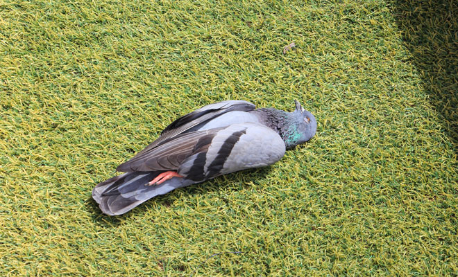 ¿Qué mensaje te envía el sueño de palomas muertas en agua?