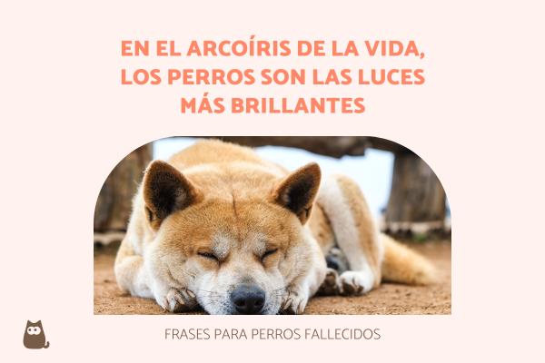 ¿Qué mensaje te envía tu perro fallecido en tus sueños?