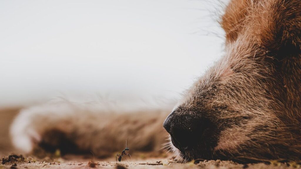 ¿Qué significa soñar con matar al perro del vecino?