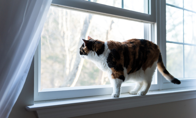 ¿Qué significa soñar con mi gato cayendo por la ventana?