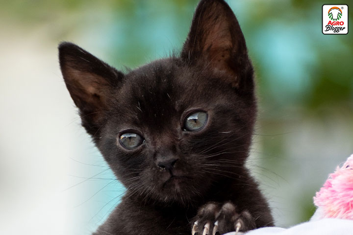 ¿Qué significa soñar con un gato negro moribundo?