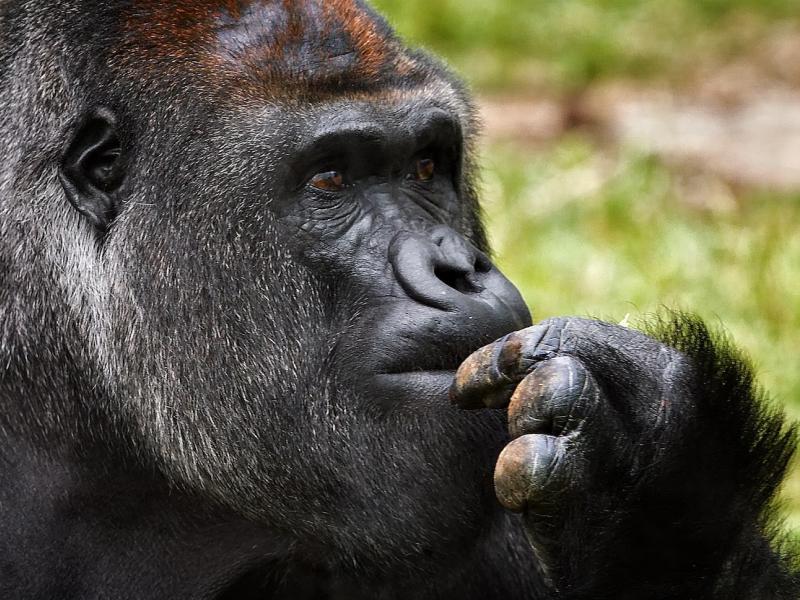 ¿Qué significa soñar con un gorila amistoso? Descubre su mensaje