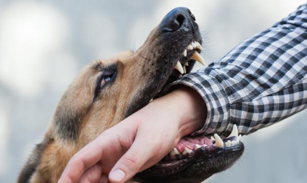 ¿Qué significa soñar con un perro que te muerde sin dolor?