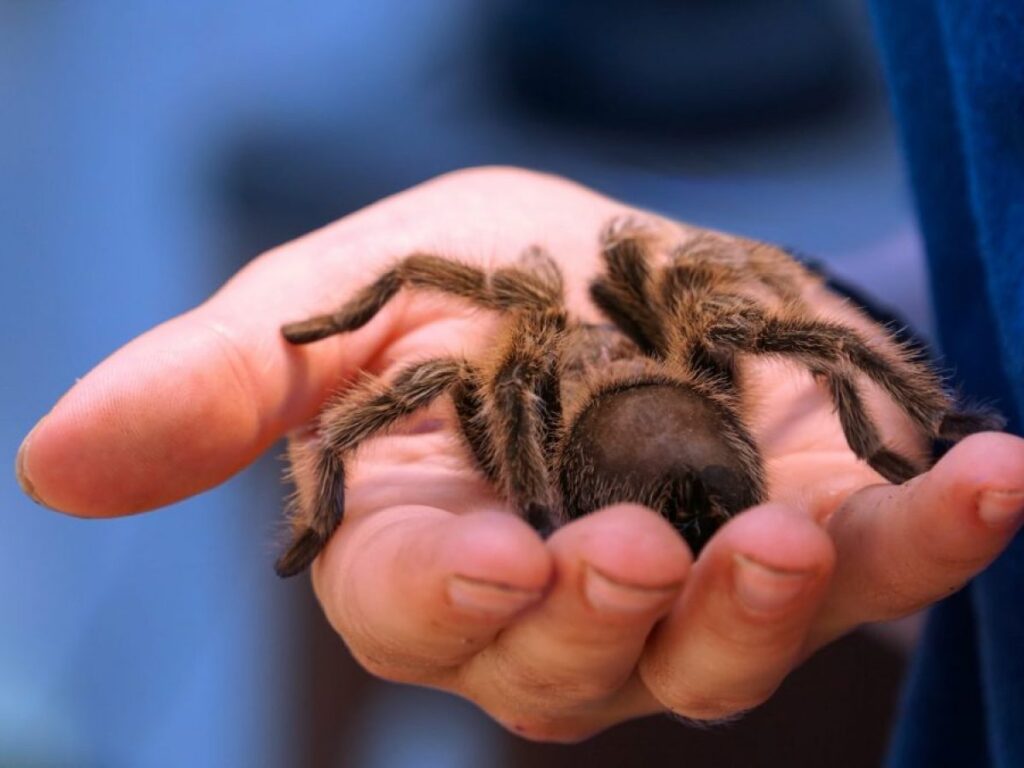 ¿Qué significa soñar con una araña que te pica en la mano?