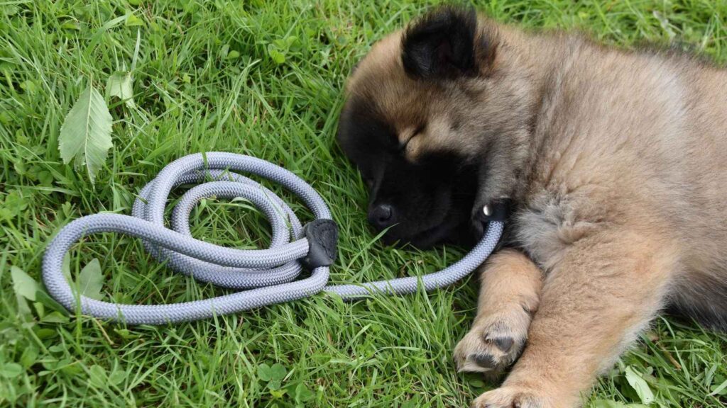 ¿Qué significa soñar que a tu perro se le cae el pelo?