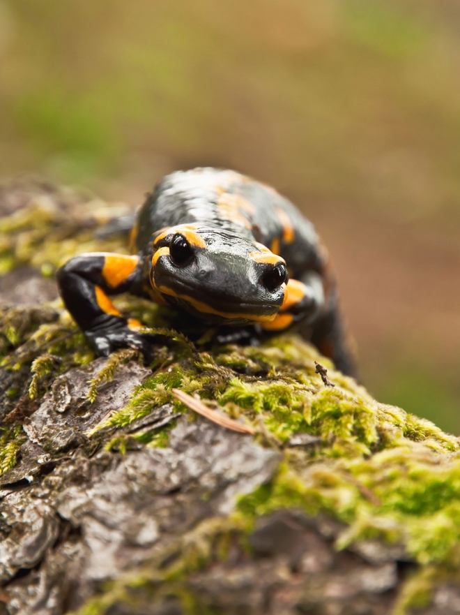 Salamandra de dos patas en sueños: ¡Descubre su significado!