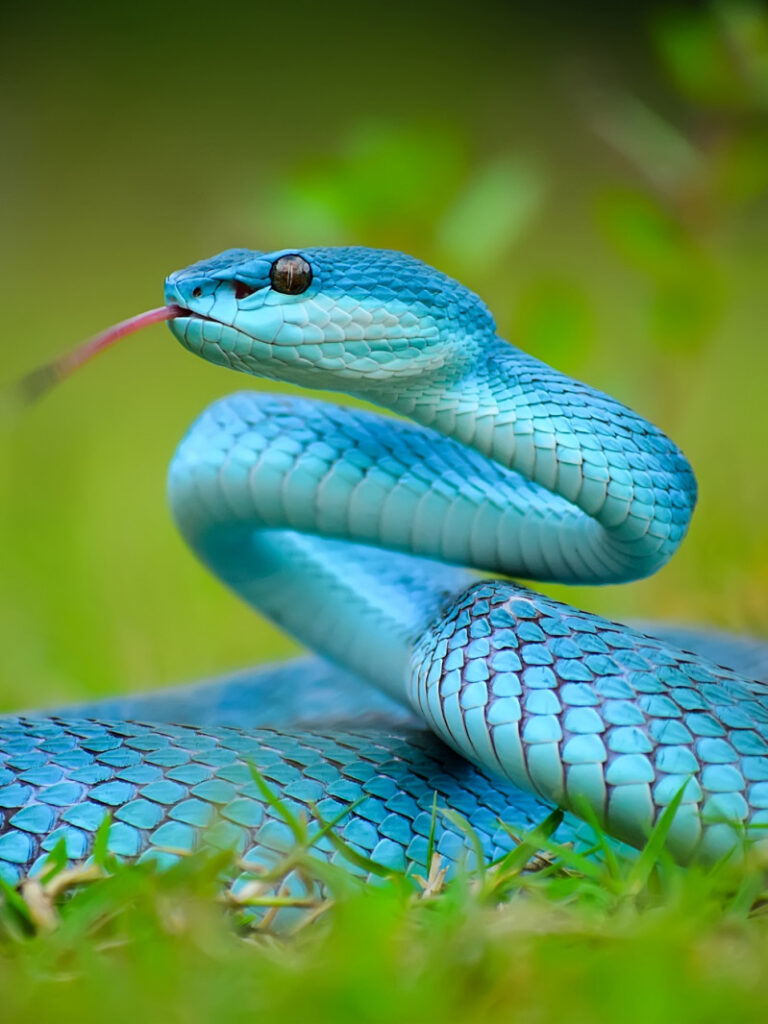 Serpiente azul devorando un ratón en tus sueños: ¿Qué significa?